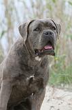 CANE CORSO 583